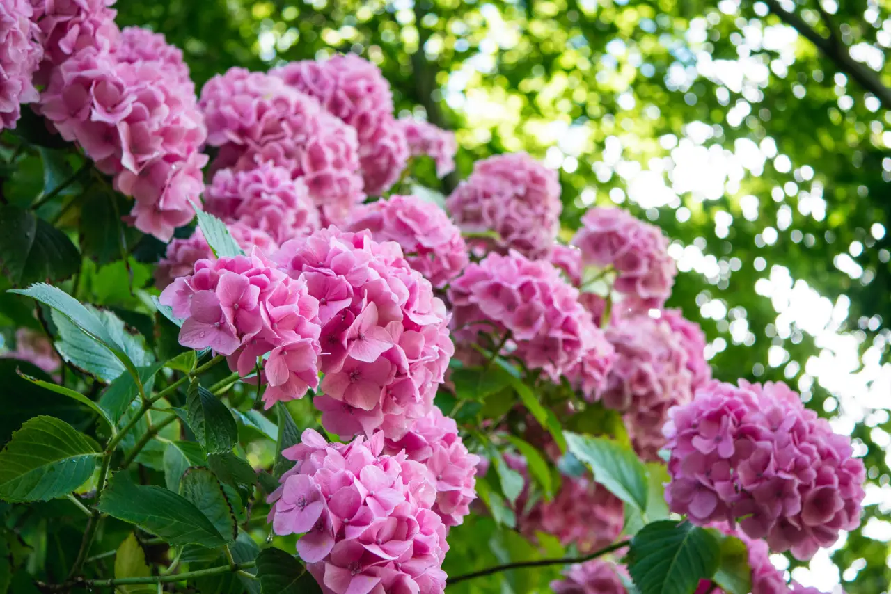 Come Coltivare Le Ortensie Ecco Cosa Devi Sapere